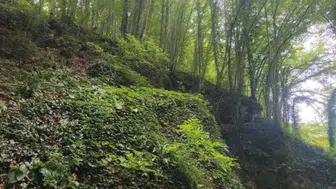 Ordu’da fındık bahçesinde korkunç olay: 30 Metrelik uçurumdan düşen üreticiden acı haber!