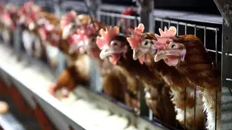 Tavuk eti ve yumurta üretiminde dikkat çeken temmuz artışı
