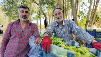 86 yaşındaki Ahmet Can hâlâ tarlada! Günde 6 ton biber üretiyor, kilosunu 30 liradan satıyor