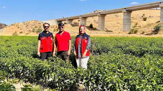 İscehisar tarlalarında jalapeno mesaisi: Alternatif üretim yüz güldürüyor
