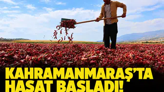Kahramanmaraş'ta hasat başladı! Tarlada kilosu 200 lirayı gördü