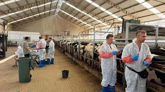 Edirne'de ithal büyükbaş hayvanlarda hastalık alarmına karşı denetim
