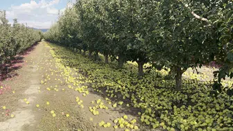 Elmalı'da elma üreticileri artan maliyetlerle zor günler geçiriyor
