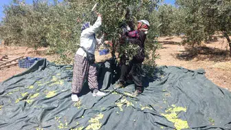 Manisa'da coğrafi işaretli domat zeytininde hasat sezonu başladı