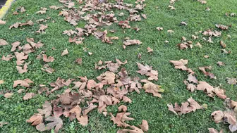 Tekirdağ'da dökülen yapraklar sonbaharın renklerini yansıttı