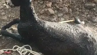 Elazığ'da kuyuya düşen eşek itfaiye ekipleri tarafından kurtarıldı