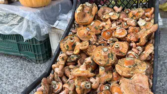 Menteşe'de sezonun ilk çıntarları pazarda satışta