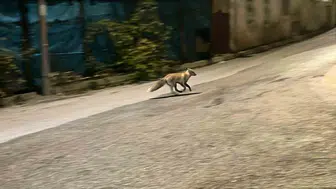 Bayburt'ta yemeğini kaptırmak istemeyen kedi tilkiyi sokak boyunca kovaladı