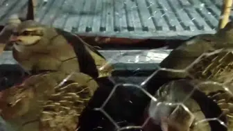 Van'da kafes avcılığı yapan 2 kişiye 211 bin 764 TL ceza kesildi