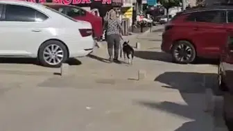 Esenyurt'ta yasaklı köpek, sokak kedisini parçaladı