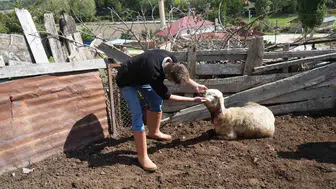 Kastamonu'da kurtlar 18 koyunu telef etti, 11 koyunu yaraladı