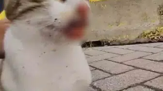 Körfez sahilinde ağzına ve bacağına olta iğnesi saplanan kedi kurtarıldı