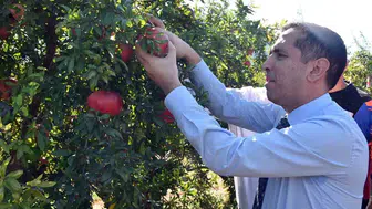 Ortaca’da nar hasadı gerçekleştirildi