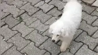 Kadirli'de motosikletle çalınan köpek bulundu ve sahibine teslim edildi