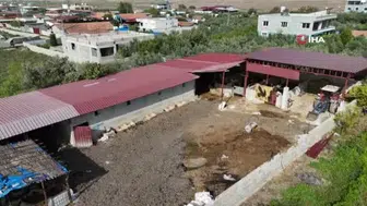 Kırıkhan Özkızılkaya'da şap hastalığı nedeniyle hayvanlar telef oldu