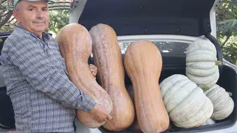 Emekli öğretmen dev balkabakları yetiştirdi
