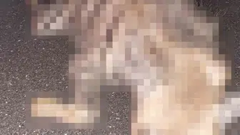 Adıyaman'da nesli tehlike altındaki çizgili sırtlana araç çarptı
