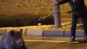 Yaralı yaban domuzunu kement atarak yoldan çekti