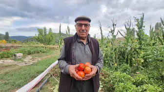 Dededen kalan domates tohumunu geleceğe taşıyan çiftçi