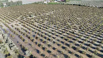Ceviz büyüklüğündeki dolu, 100 dönümlük nar bahçesini vurdu
