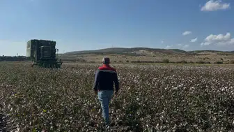 Aliağa'da Beyaz Altın Mesaisi Başladı: Pamuk Hasadında İlk Ürünler Toplanıyor