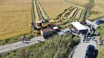 Coğrafi işaretli tosya pirincinde hasat dönemi başladı