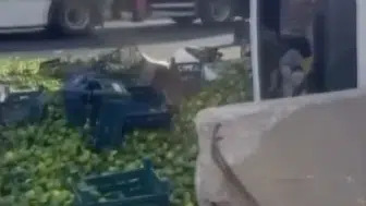 Gaziantep'te viyadük üzerinde mandalina yüklü kamyon devrildi