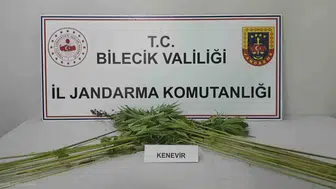 Bilecik'te bir tarlada ekili kenevir bitkisi ele geçirildi