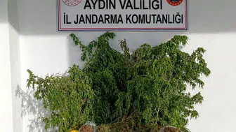 İncirliova'da uyuşturucu baskınında 47 kök kenevir ele geçirildi