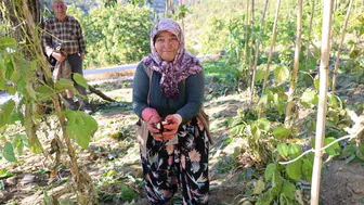 Aydın'da kestane hasadı başladı, üreticiler endişeli