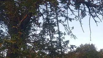 Bilecik’te elma toplarken ağaçtan düşen adam hayatını kaybetti