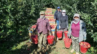 Çivril'de elma hasadı başladı, fiyatlar 25-28 lira arasında değişiyor