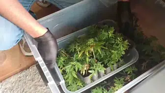Adana'da uyuşturucu operasyonu: 1 şüpheli yakalandı