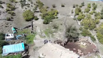 Kastamonu'da kurt saldırısı: 18 koyun telef, 11'i yaralı
