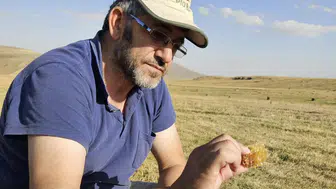 Doğu Anadolu'da Kafkas arısı popülasyonu Tropy akarı tehdidi altında
