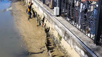 Yalova'da itfaiye iki kediyi dereden kurtardı