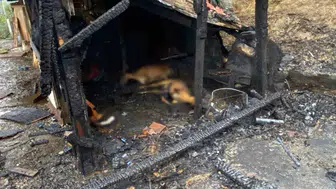 Kocaeli'de ahır yangını: 34 hayvan telef oldu
