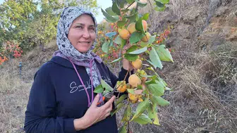 Cennet hurması, Sarıgöl’de doğal cips haline getiriliyor