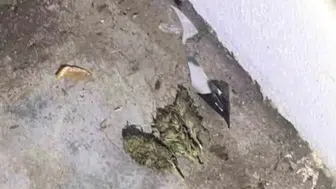 Bingöl’de uyuşturucu operasyonunda 1 kişi tutuklandı