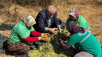 Edremit'te zeytin hasadı başladı, randıman memnun edici