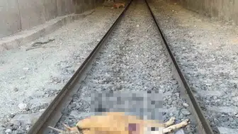 Elazığ'da tren dağ keçilerine çarptı: Bir ölü, bir yaralı