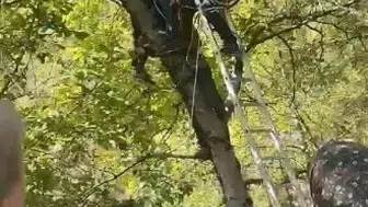Ceviz toplarken ağaçtan düşen şahsı itfaiye ekipleri kurtardı