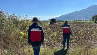 Simav'da yüzde 75 hibeli ayçiçeği hasat kontrolleri yapıldı