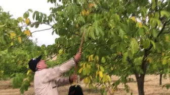 Bingöl’de ceviz hasadı başladı: 150 dönümden 6 ton ürün bekleniyor