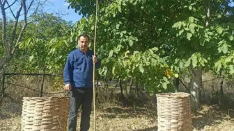 Emet’te ceviz hasadı başladı ve üreticiler memnun
