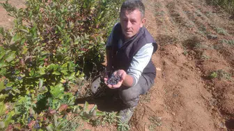 Eskişehir’de aronya yetiştiriciliği: Süper meyve şifa dağıtıyor