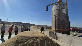 Keşan'da gençler çeltik hasadını deneyimleme fırsatı buldu