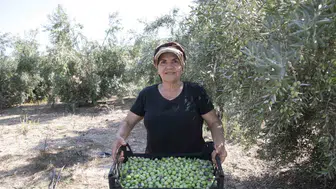 Mersin'de zeytin fidanları ürün vermeye başladı