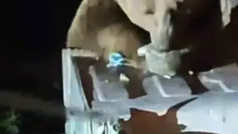 Uludağ'da aç kalan ayı çöp konteynerlerini karıştırdı