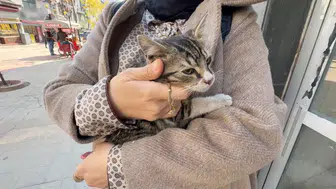 Karabük’te ticari taksinin altına giren yavru kedi kurtarıldı